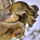 Illustration for article titled A Menagerie of Church Gargoyles Includes Aliens and Astronauts